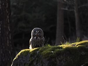 Images Dated 25th March 2017: Great Grey Owl-sitting on a tree and watching, Czech Repu