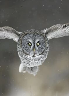 Great Grey Owl - Standing 27 in tall with a wingspan of 52 inches this is USAs longest owl