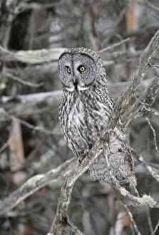 Images Dated 2nd January 2005: Great Grey Owl - Standing 27 in tall with a wingspan of 52 inches this is our longest owl