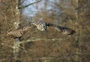 Images Dated 3rd January 2005: Great Grey Owl - Standing 27 in tall with a wingspan of 52 inches this is our longest owl