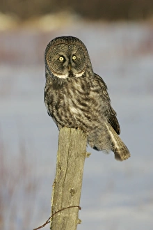 Images Dated 3rd January 2005: Great Grey Owl - Standing 27 in tall with a wingspan of 52 inches this is our longest owl