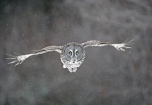 Weather Conditions Collection: Great Grey Owl - Standing 27 in tall with a wingspan of 52 inches this is our longest owl