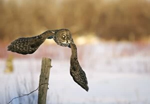 Images Dated 3rd January 2005: Great Grey Owl - Standing 27 in tall with a wingspan of 52 inches this is our longest owl