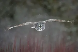Great Grey Owl - Standing 27 in tall with a wingspan of 52 inches this is our longest owl. When vole populations crash in the boreal forests where they nest they often move south in search of food