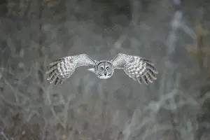 Great Grey Owl - Standing 27 in tall with a wingspan of 52 inches this is our longest owl. When vole populations crash in the boreal forests where they nest they often move south in search of food