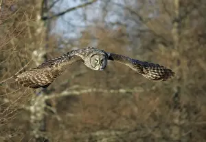 Great Grey Owl - Standing 27 in tall with a wingspan of 52 inches this is our longest owl. When vole populations crash in the boreal forests where they nest they often move south in search of food