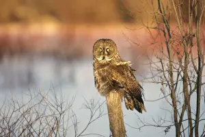 Great Grey Owl - Standing 27 in tall with a wingspan of 52 inches this is our longest owl. When vole populations crash in the boreal forests where they nest they often move south in search of food