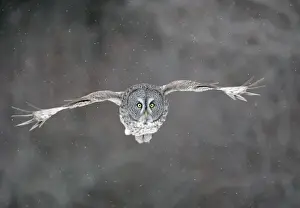 Weather Prints: Great Grey Owl - Standing 27 in tall with a wingspan of 52 inches this is our longest owl