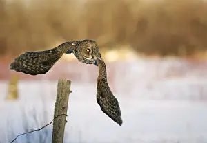 Invasion Prints: Great Grey Owl - Standing 27 in tall with a wingspan of 52 inches this is our longest owl