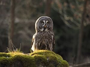 Images Dated 25th March 2017: Great Grey Owl-starting to fly off, Czech Republic