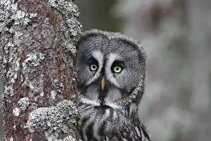 Great Grey Owl - by tree