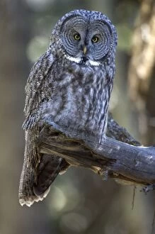 Images Dated 27th September 2007: Great grey owl - Front view sitting on branch