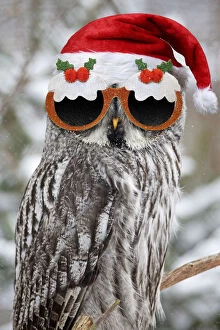Xmas Gallery: Great Grey Owl, wearing Christmas pudding glasses