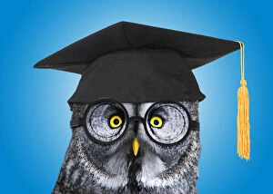 Board Gallery: Great Grey Owl, wearing glasses and mortar board