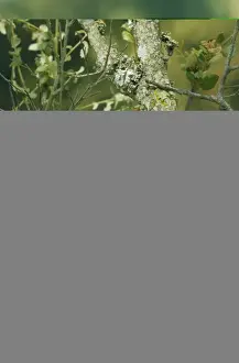 Shrikes Prints: Great Grey Shrike