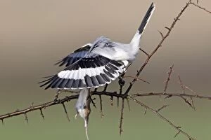 Great Grey Shrike - feeding on impaled mouse on thorn branch