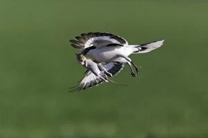 Images Dated 22nd April 2012: Great Grey Shrike - in flight with captured mouse