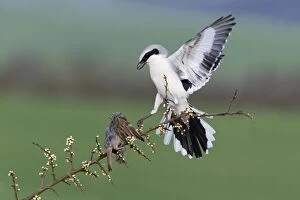 Images Dated 12th April 2012: Great Grey Shrike - with impaled House Sparrow
