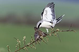 Images Dated 12th April 2012: Great Grey Shrike - with impaled House Sparrow