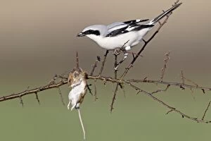 Great Grey Shrike - with impaled mouse on thorn branch