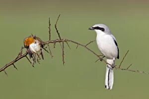 3 Gallery: Great Grey Shrike - with impaled robin on thorn branch