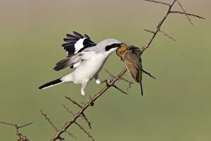 Great Grey Shrike - impaling robin on hawthorn branch