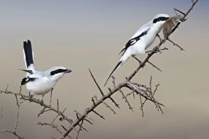 Great Grey Shrike - pair with impaled mouse on thorn branch