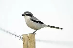 Images Dated 27th March 2009: Great Grey Shrike - perched on fence post