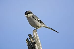 Great Grey Shrike - perched on post