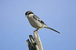 Great Grey Shrike - perched on post, Extremadura, Spain