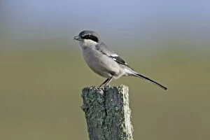 Images Dated 13th April 2007: Great Grey Shrike - perched on post, Extremadura, Spain