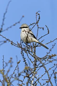 Images Dated 8th April 2012: Great Grey Shrike - perched on Thorn bush in breeding