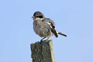 Images Dated 13th April 2007: Great Grey Shrike - ruffling its feathers, Extremadura, Spain