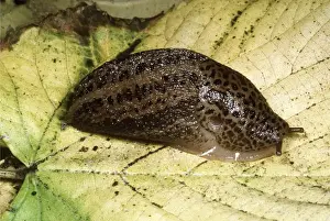 Great Grey Slug / Leopard Slug - UK's largest slug, garden pest