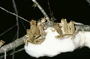 Images Dated 3rd August 2006: Great Grey Tree Frog - making foam nests for their eggs. Foam crusts over to keep moisture in