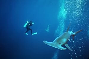 Great Hammerhead Shark - With diver. Cameraman
