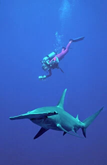 Oceania Gallery: Great Hammerhead Shark - With diver Valerie Taylor