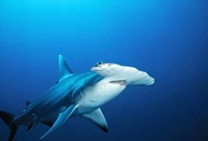 Great Hammerhead SHARK - front-view of back, with light-spot
