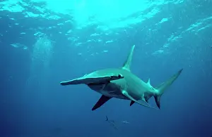 Shark Prints: Great Hammerhead Shark - Science is still trying to discover the real reason for the strange head