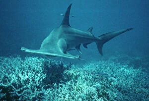 Unusual Collection: Great Hammerhead Shark - Swims towards the photographer. These sharks are considered dangerous
