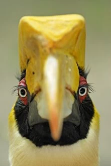 Images Dated 6th December 2007: Great Hornbill
