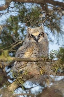 Birds/great horned owl