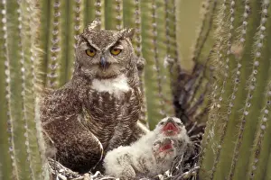 Cacti Prints: Great Horned Owl - Arizona - With young in nest in Saguaro Cactus - The Cat Owl - A really large owl with ear tufts or