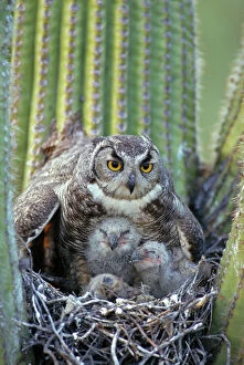 Mothers Collection: Great Horned Owl (Bubo virginianus) - Arizona - With young in nest in Saguaro Cactus - The 'Cat