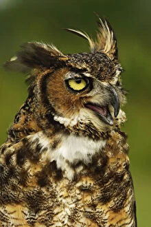 Great Horned Owl, Bubo virginianus, Captive