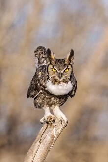 Bubo Virginianus Gallery: Great Horned Owl Bubo virginianus hooting from his perc