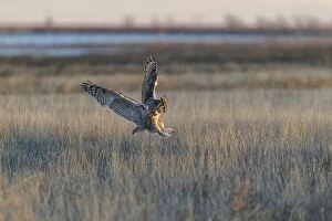 Bubo Virginianus Gallery: Great Horned Owl Bubo virginianus hunting grasslands at