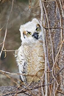 April Gallery: Great Horned Owl - Chick branching out from nest