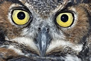 Great Horned Owl - Close up of eyes