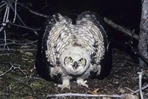 Great Horned Owl - flightless youngster on ground in defensive display